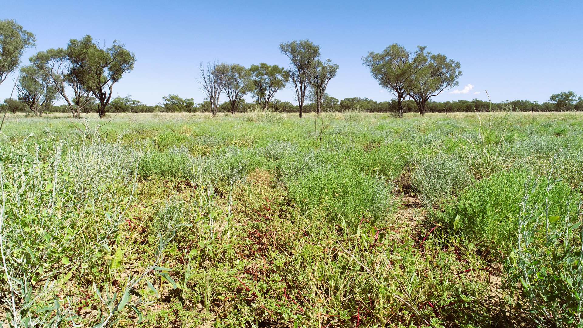 Warrego Butchery & Grazing, Cunnamulla For Sale by Farmbuy.com - image 26