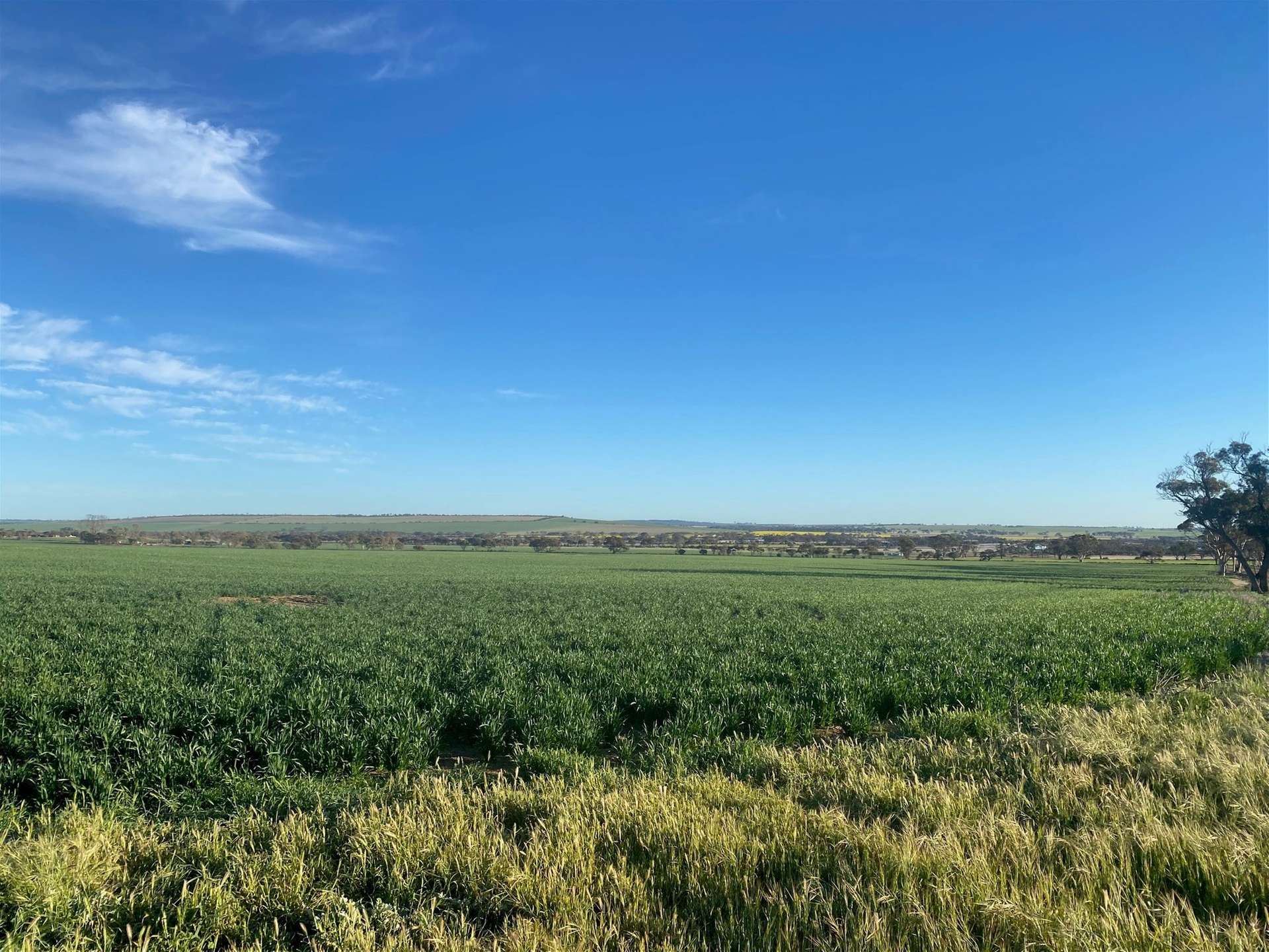1781 Old Beverley Road, Dangin For Sale by Farmbuy.com - image 2