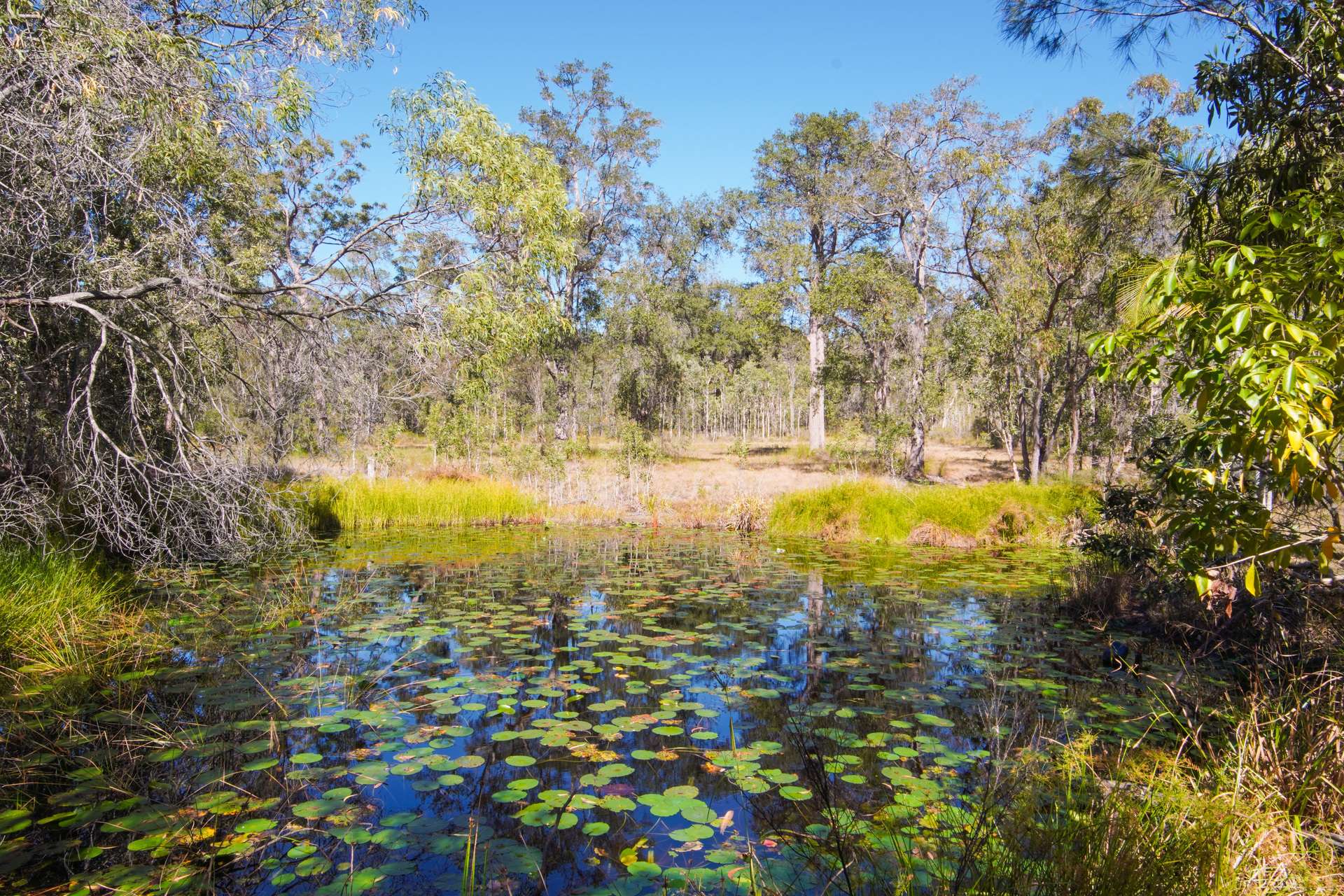 328 Baldaw Road, Captain Creek For Sale by Farmbuy.com - image 23