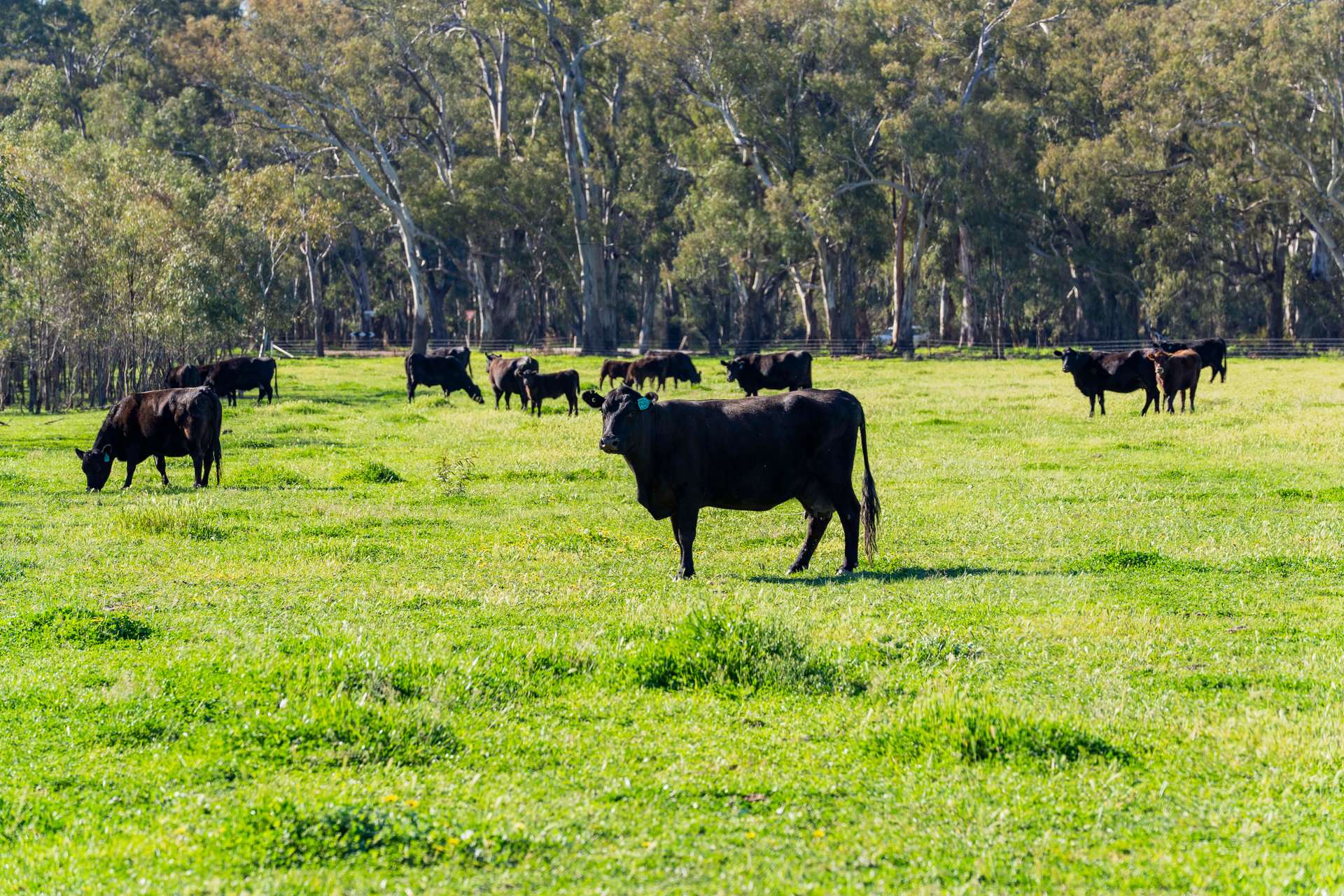 79 Yanco Weir Road, Leeton For Sale by Farmbuy.com - image 22