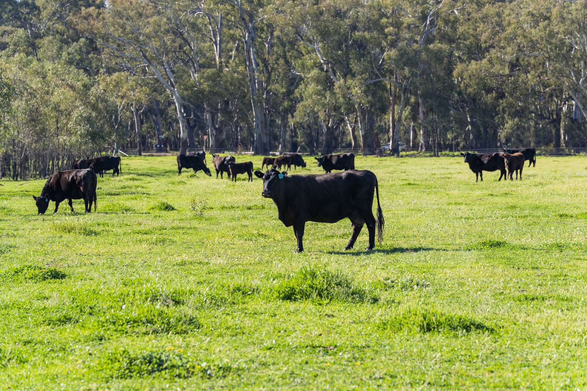 79 Yanco Weir Road, Leeton For Sale by Farmbuy.com - image 22