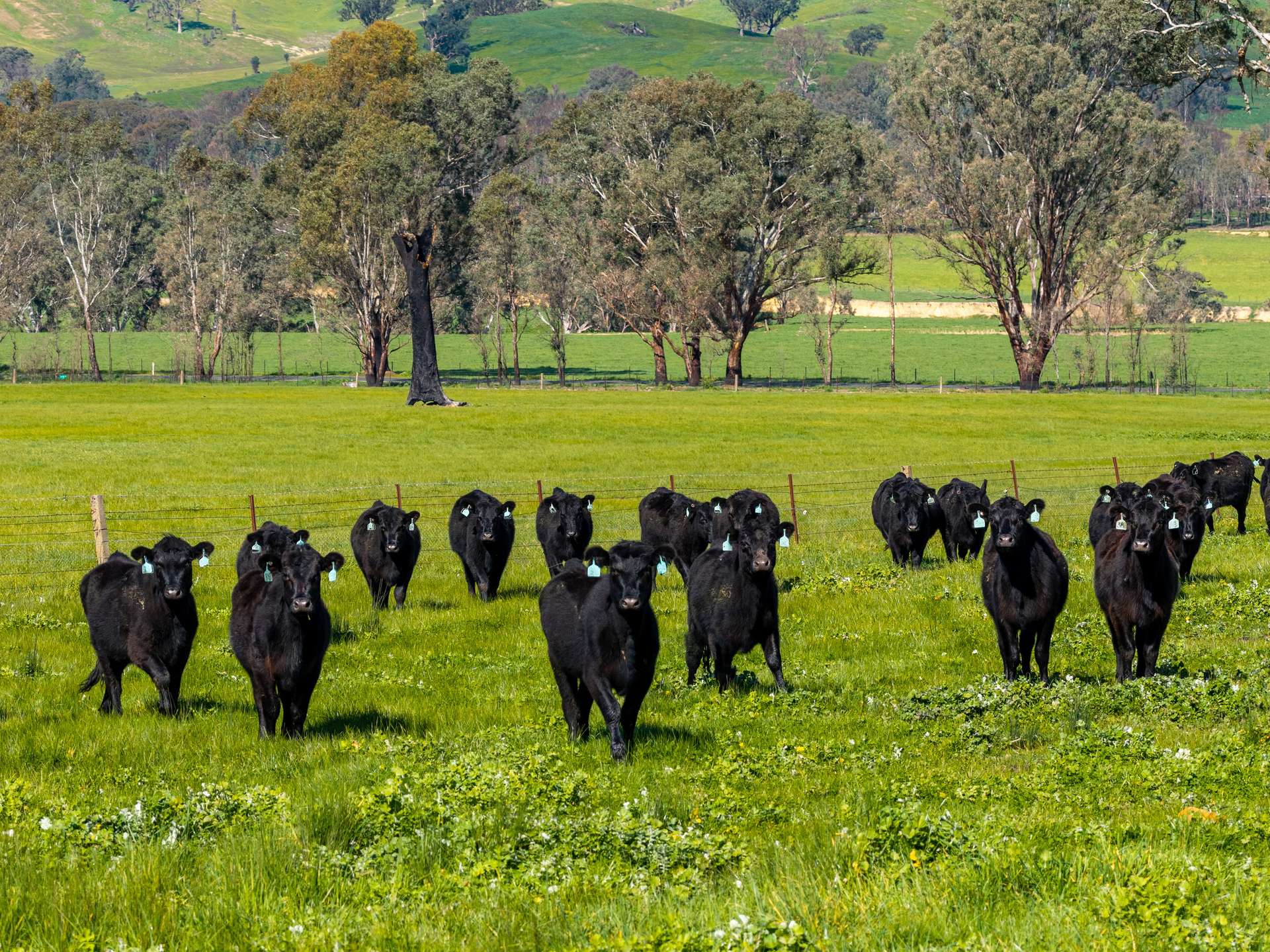 6118 Maroondah Highway, Yarck For Sale by Farmbuy.com - image 3