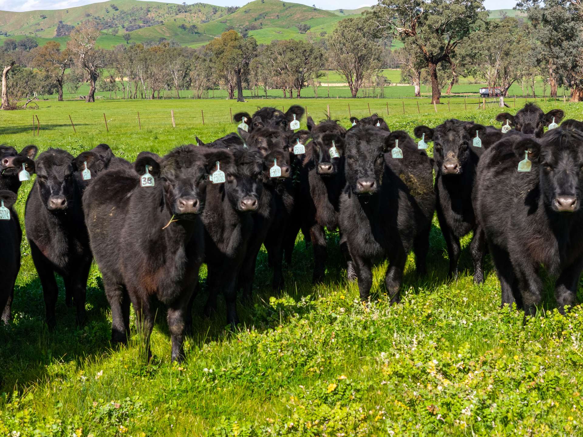 6118 Maroondah Highway, Yarck For Sale by Farmbuy.com - image 16