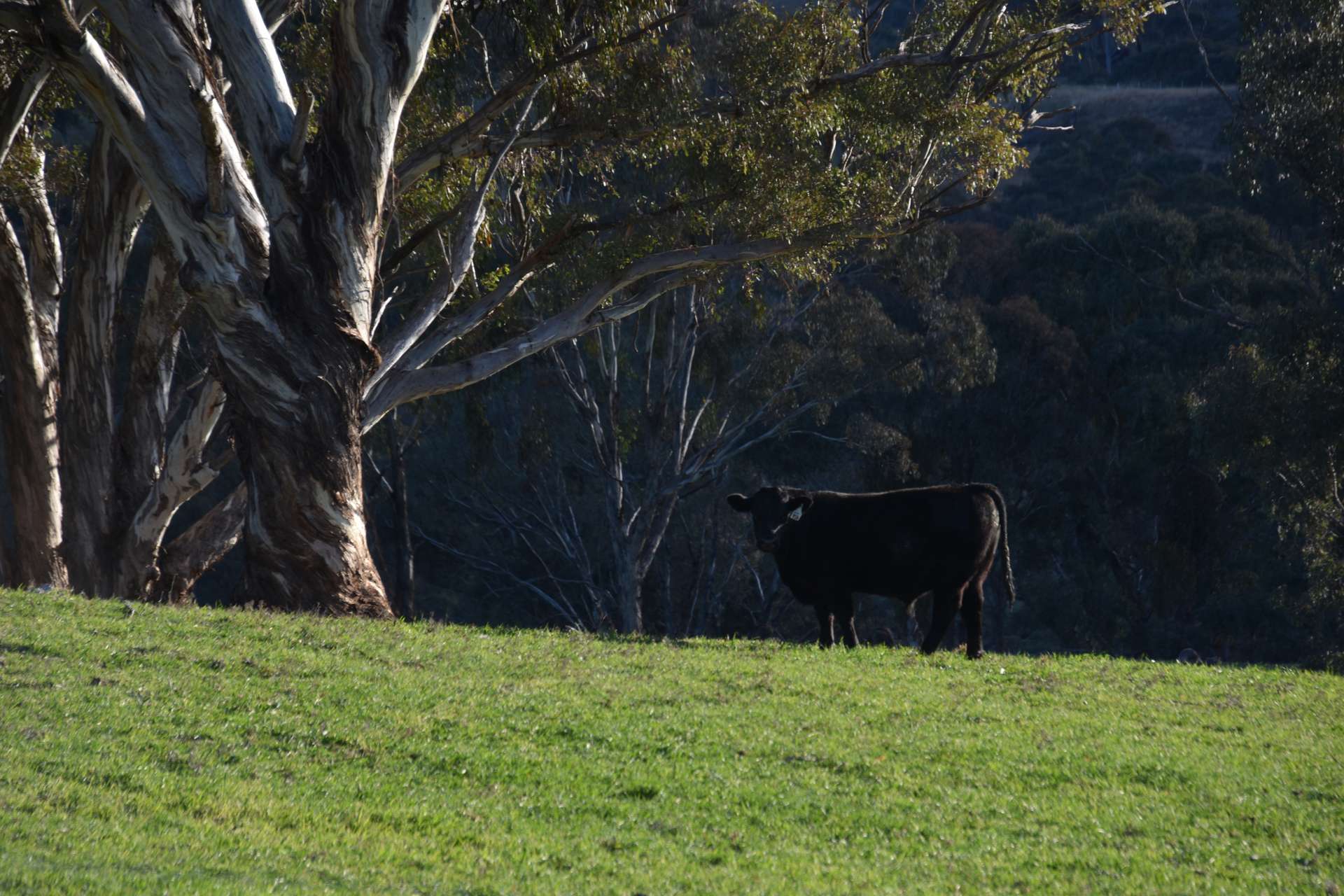 394 Range Hills Road, Bathurst For Sale by Farmbuy.com - image 13