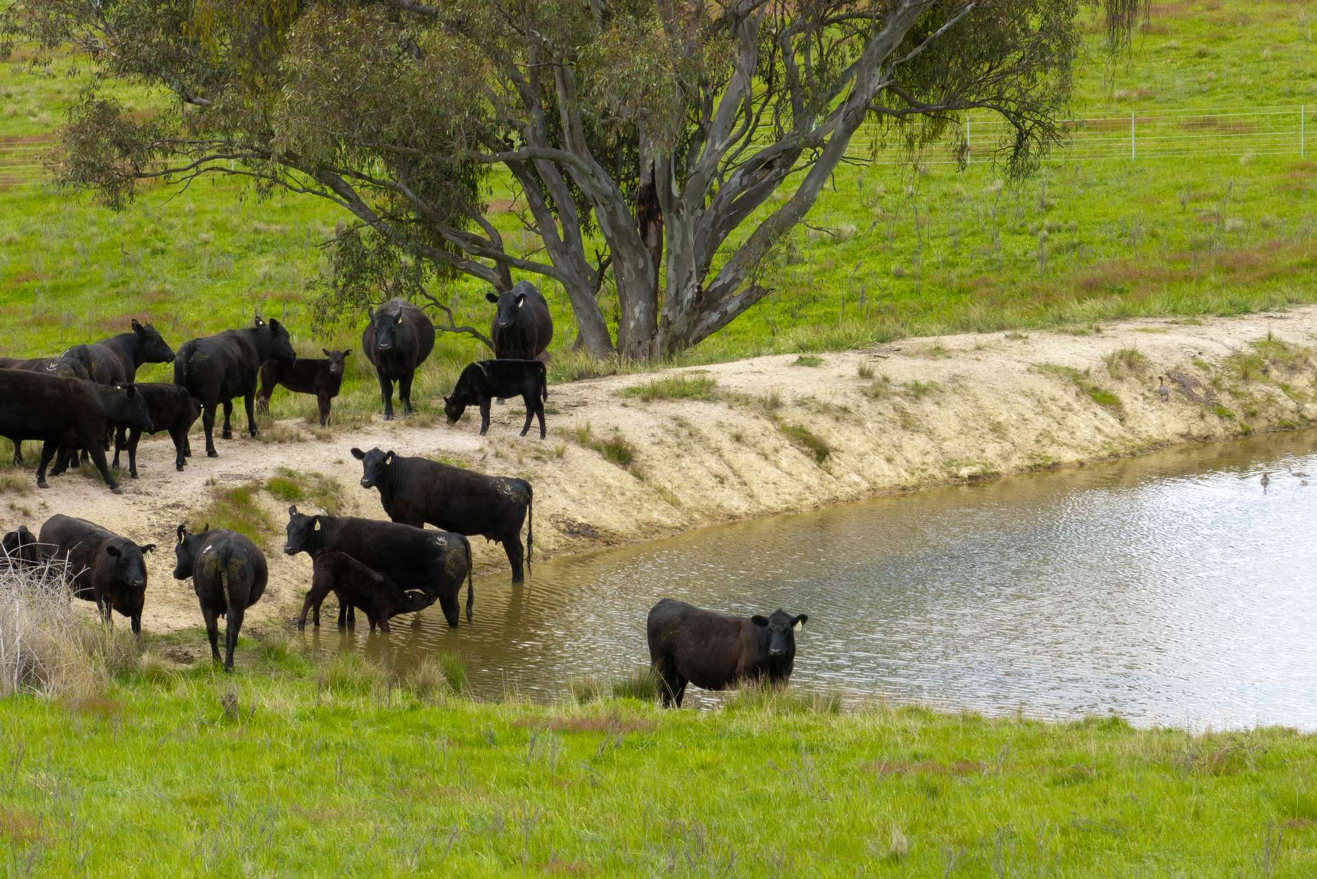 394 Range Hills Road, Bathurst For Sale by Farmbuy.com - image 4
