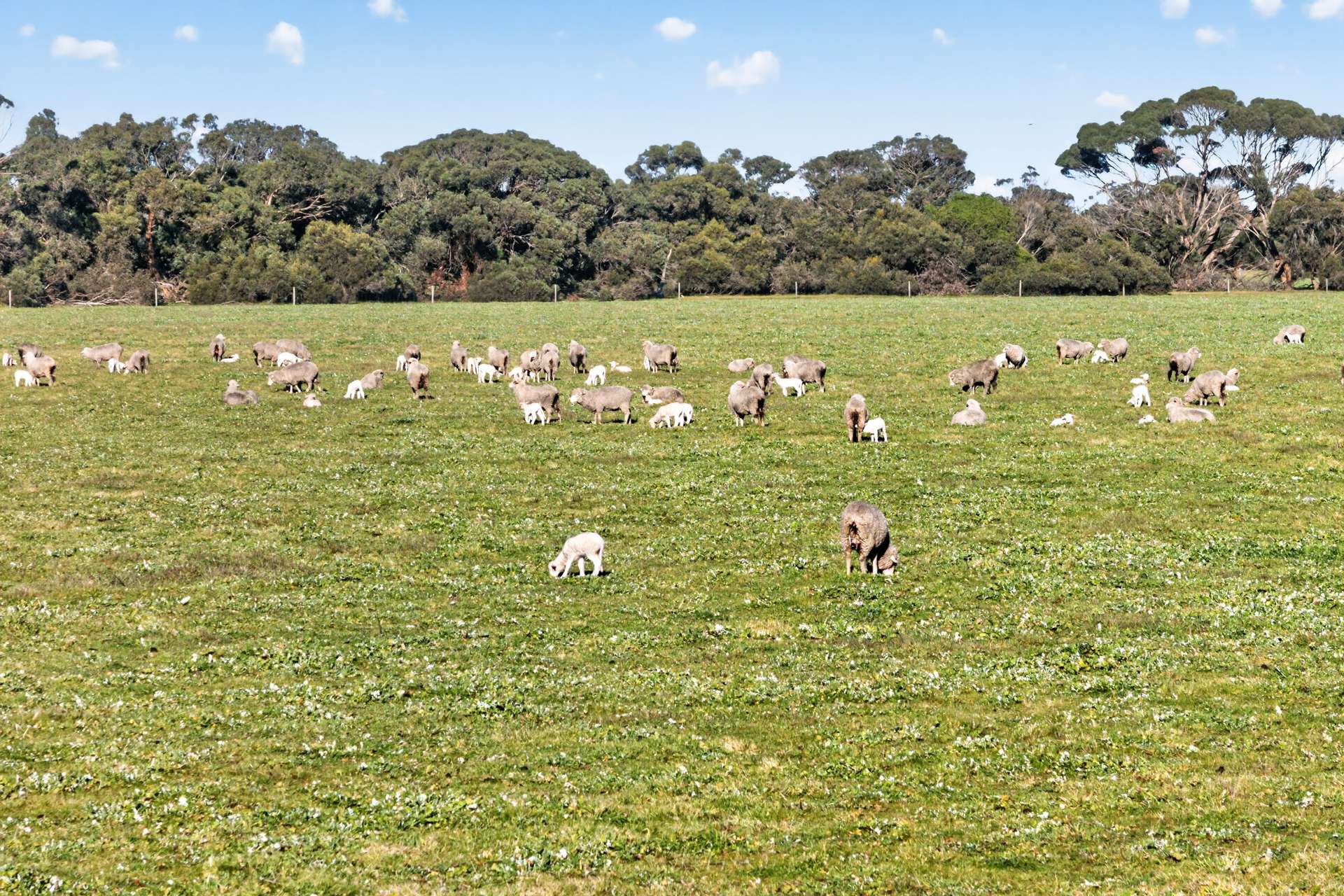 Lot 128 Moores Road, Haines For Sale by Farmbuy.com - image 21