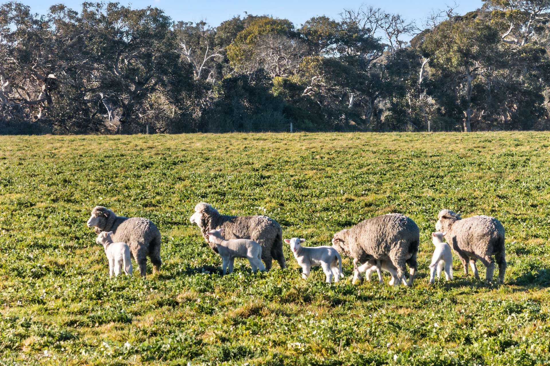 Lot 128 Moores Road, Haines For Sale by Farmbuy.com - image 20