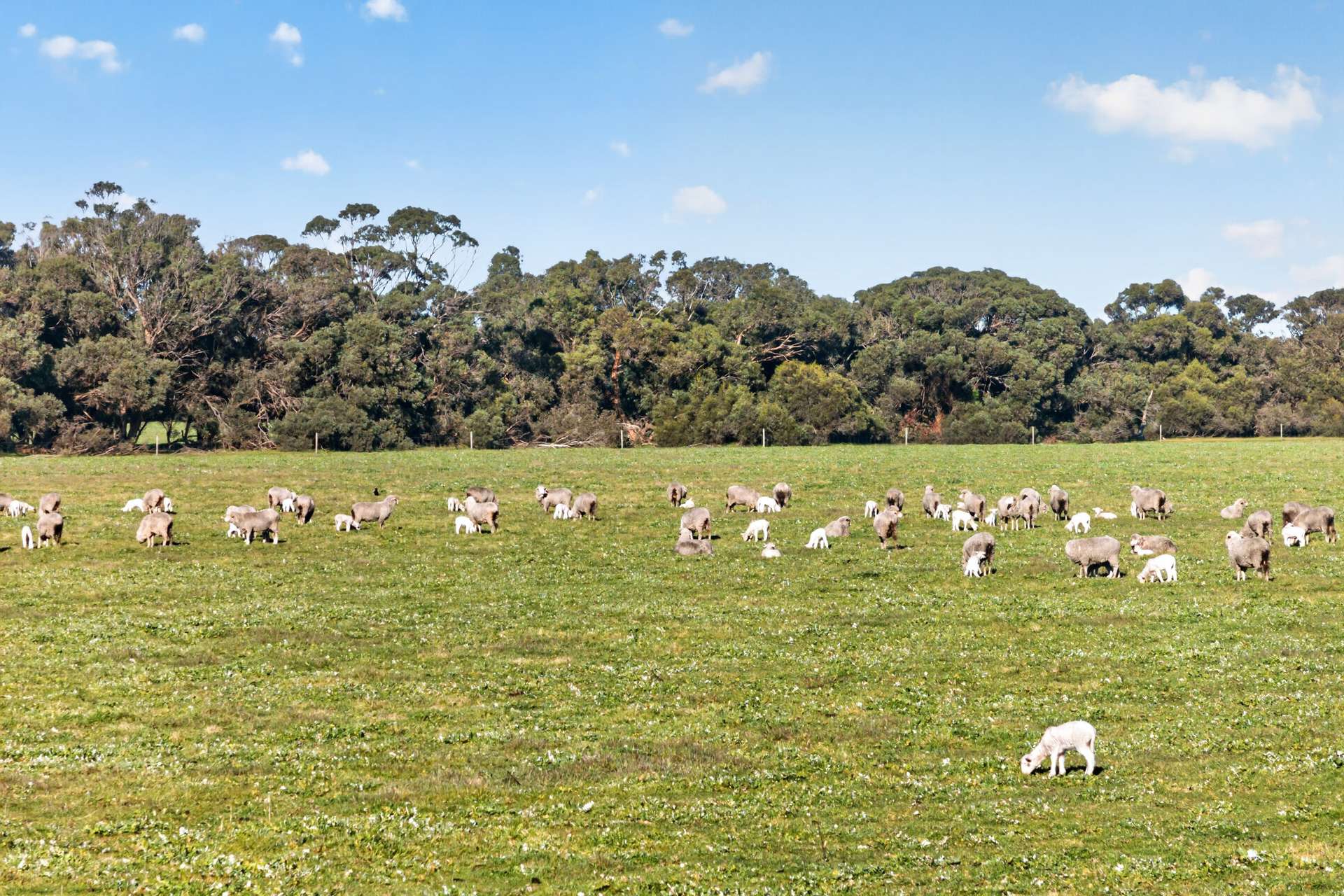 Lot 128 Moores Road, Haines For Sale by Farmbuy.com - image 23
