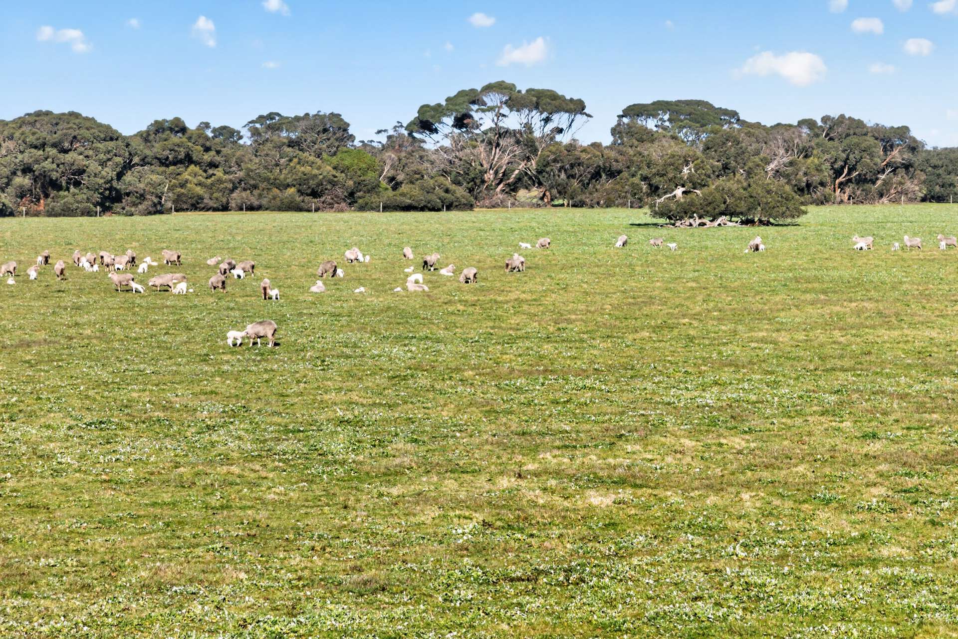 Lot 128 Moores Road, Haines For Sale by Farmbuy.com - image 22