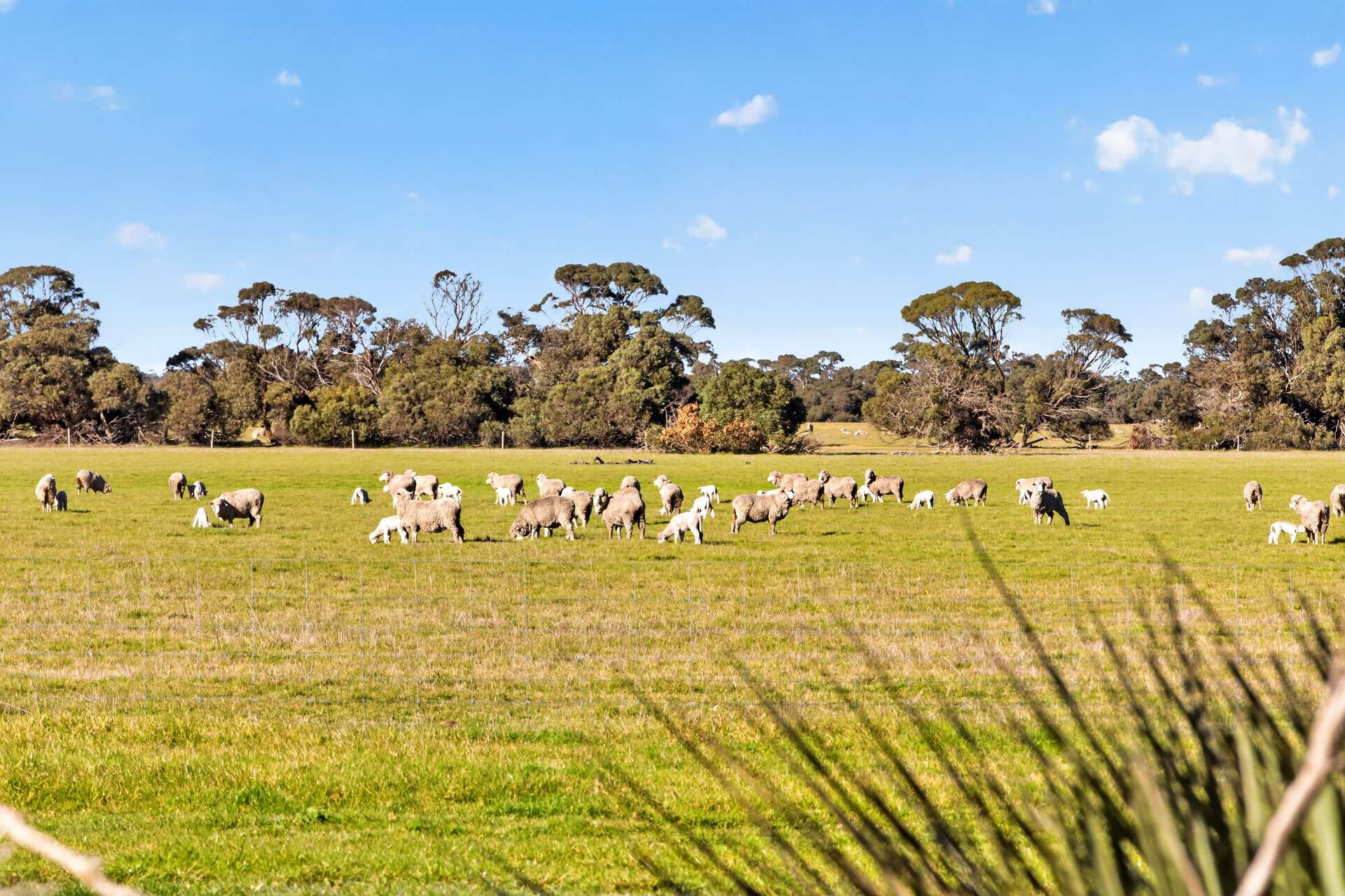 Lot 128 Moores Road, Haines For Sale by Farmbuy.com - image 16