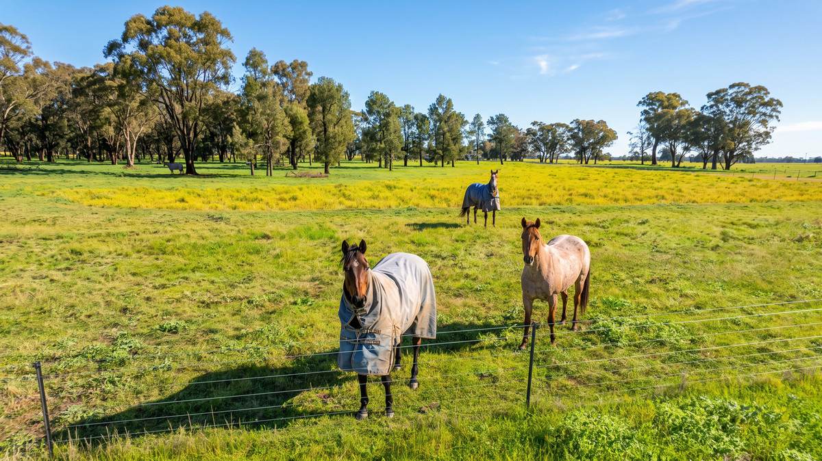 245 Merri Meric Road, Henty For Sale by Farmbuy.com - image 3