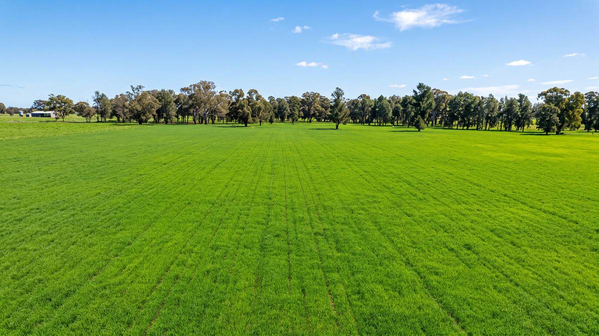 245 Merri Meric Road, Henty For Sale by Farmbuy.com - image 6