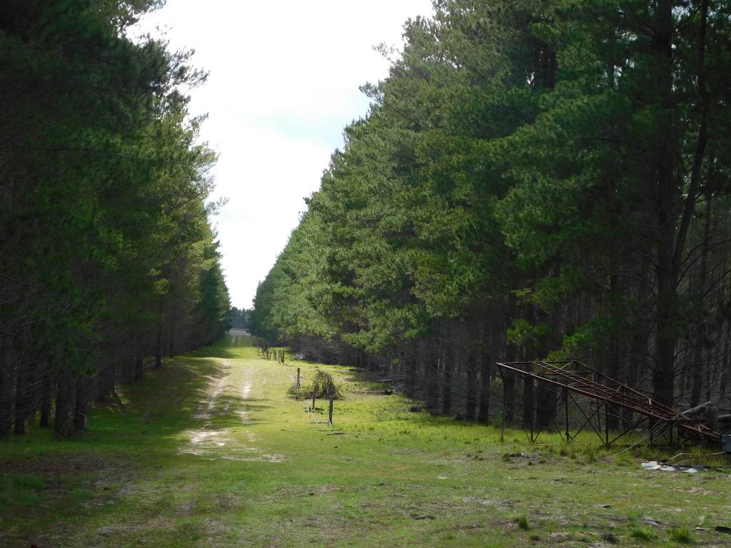 Lot 8 Bangham Road, Bangham SA 5268