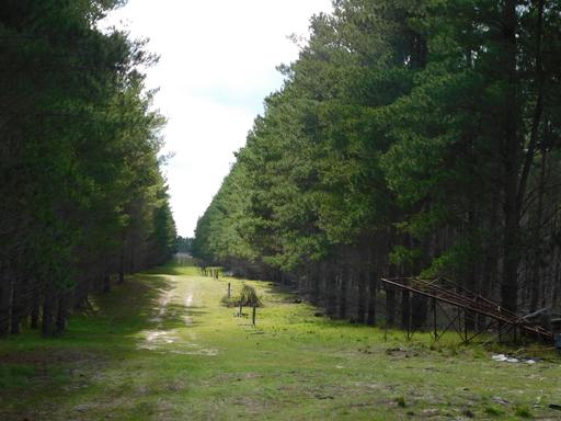 Farm For Sale - SA - Bangham - 5268 - 650 Acres | Established Pine | Future Grazing Potential 