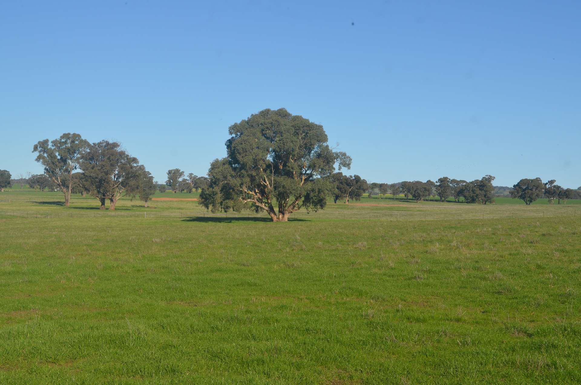 'AVONDALE' 119 Elizabeth Avenue, Forest Hill For Sale by Farmbuy.com - image 4