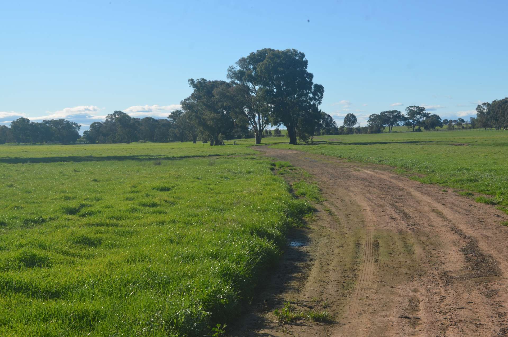 'AVONDALE' 119 Elizabeth Avenue, Forest Hill For Sale by Farmbuy.com - image 2