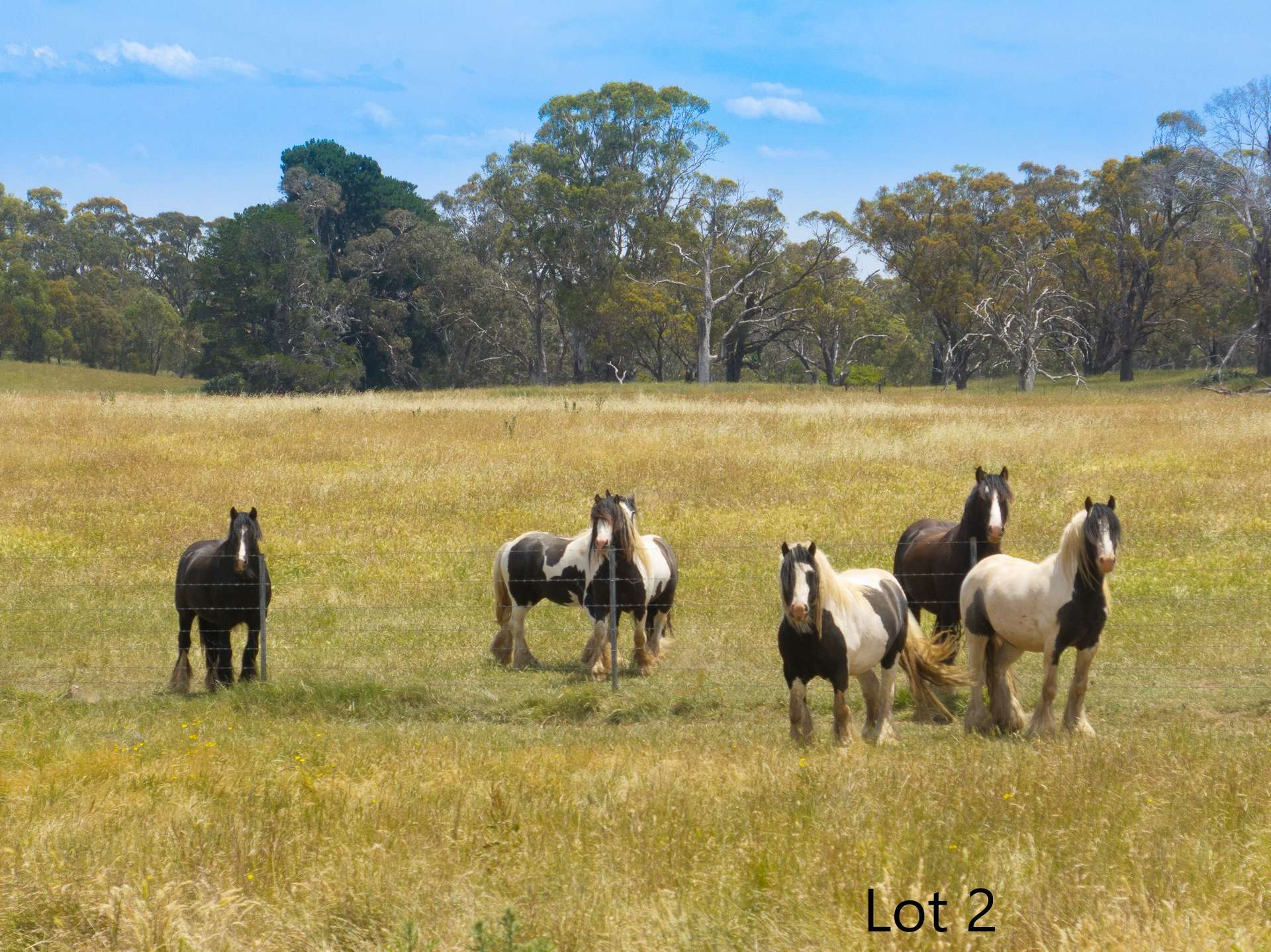 Lot 1 & 2, 56 Orchard Road, Springside For Sale by Farmbuy.com - image 24