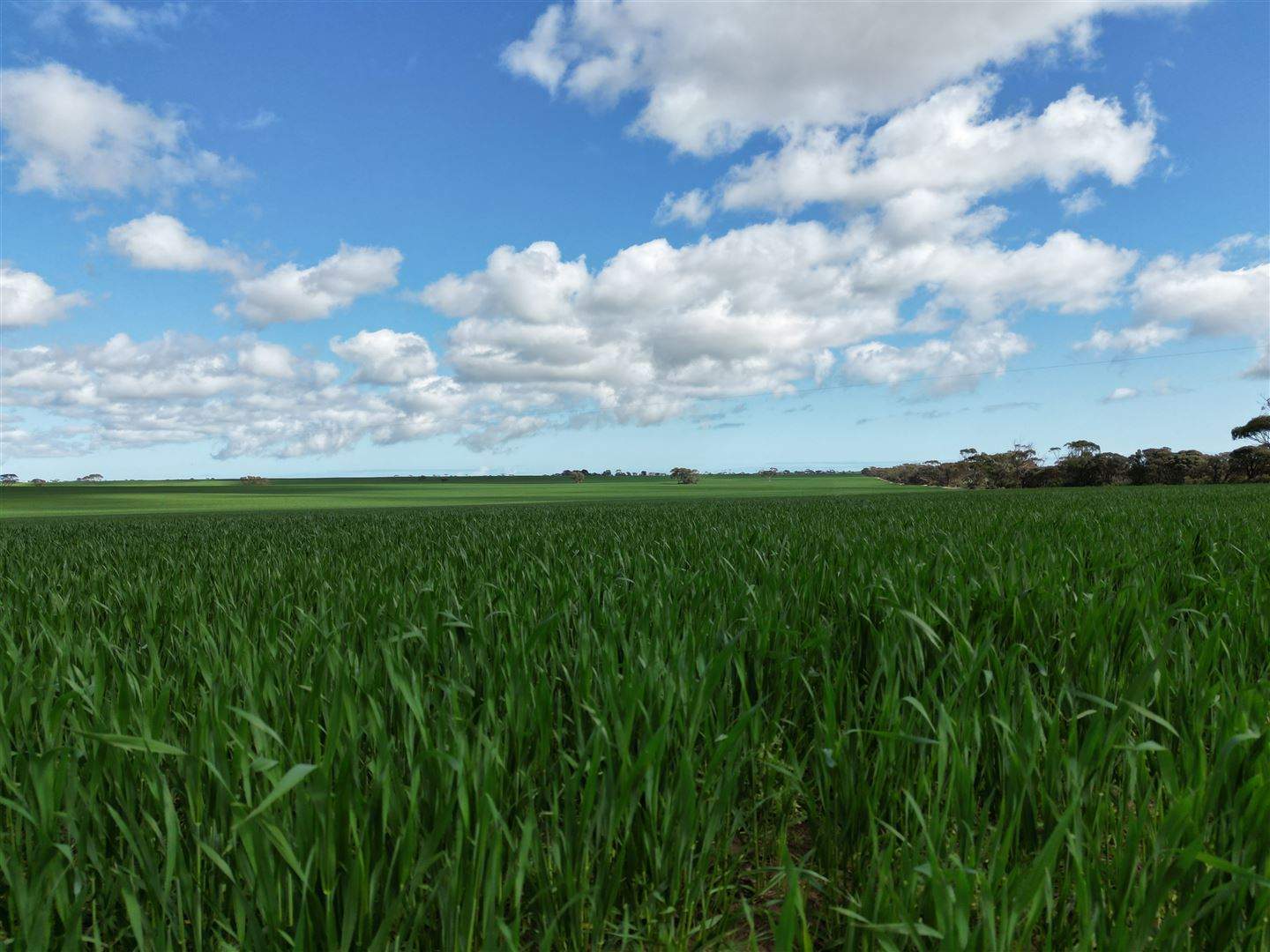8158 Spencer Highway, Alford For Sale by Farmbuy.com - image 4
