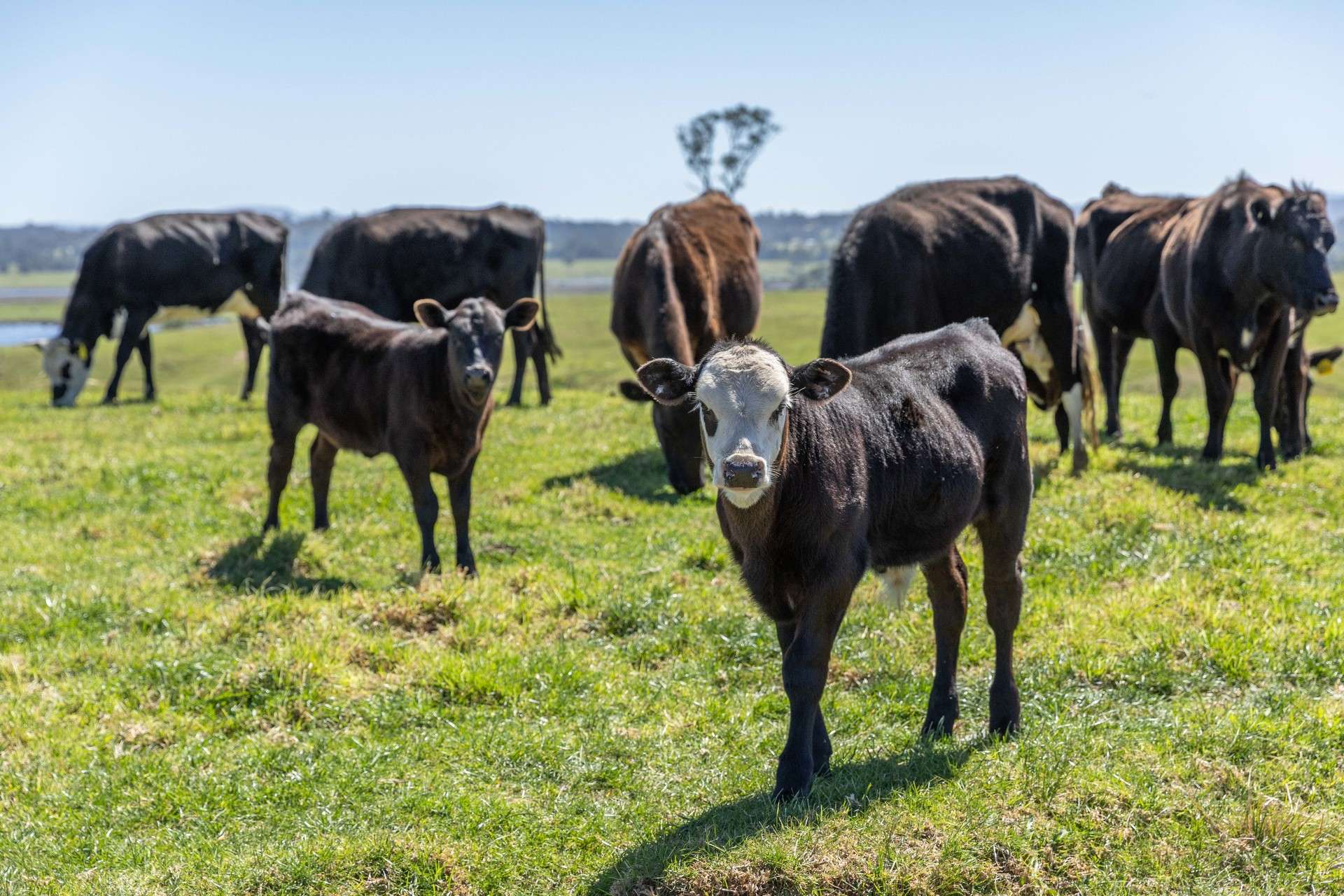 216 Ellasville Road, Nicholson For Sale by Farmbuy.com - image 24
