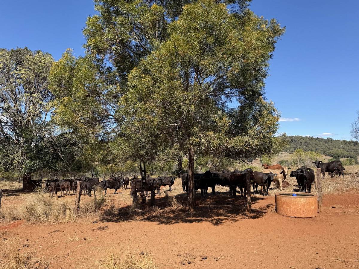 "Hidden Waters" 1944 Yarrol Road, Monto For Sale by Farmbuy.com - image 18