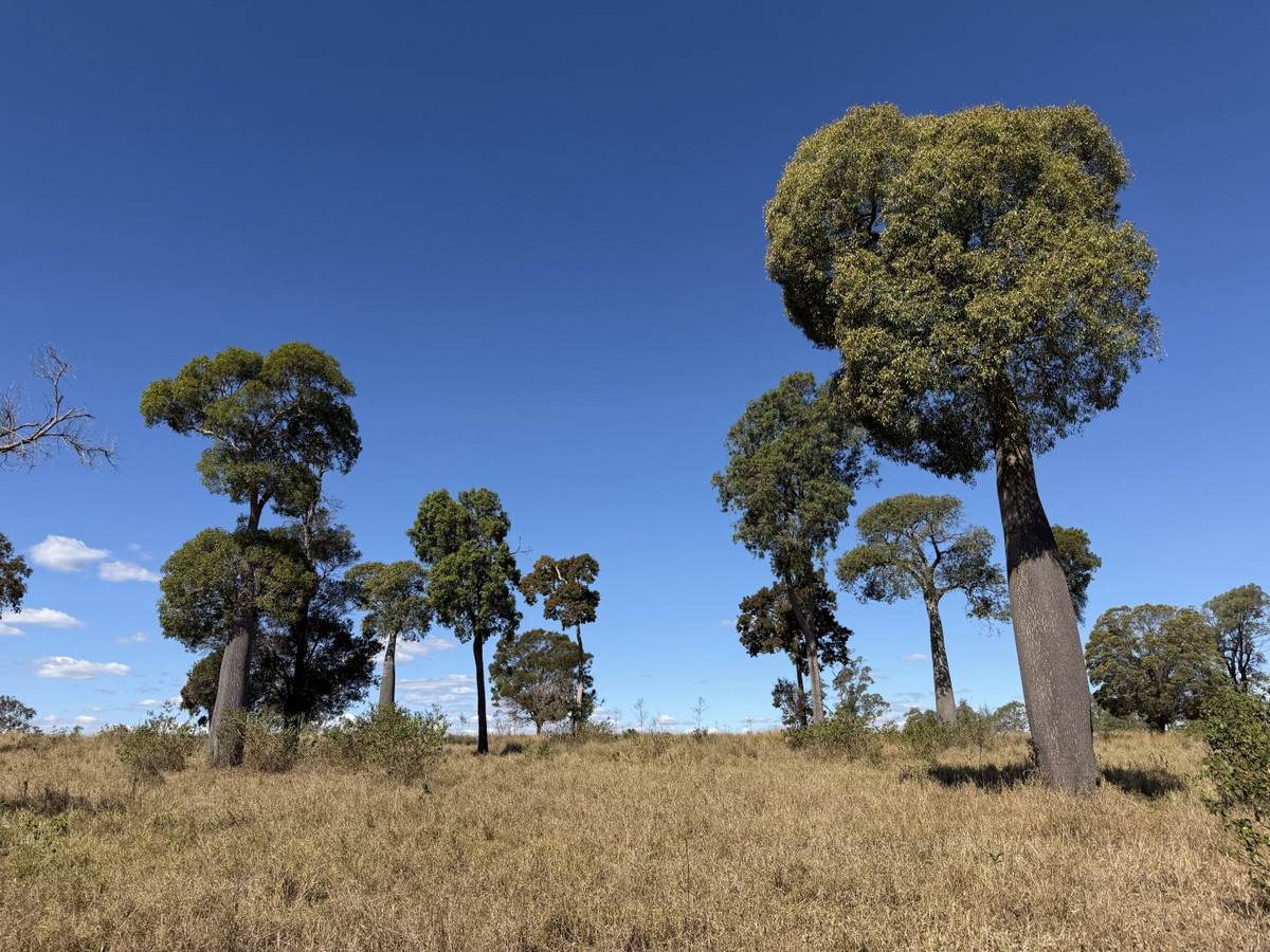"Hidden Waters" 1944 Yarrol Road, Monto For Sale by Farmbuy.com - image 21