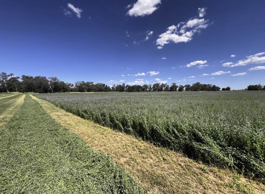 896 Fish Fossil Drive, Canowindra NSW 2804