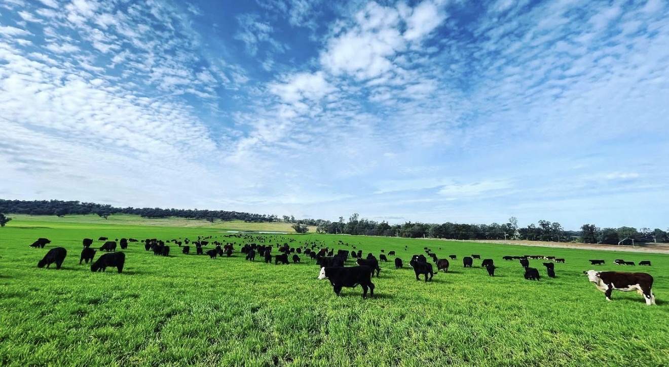 896 Fish Fossil Drive, Canowindra Auction by Farmbuy.com - image 23