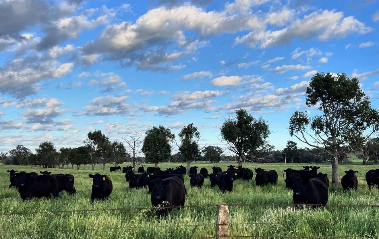 896 Fish Fossil Drive, Canowindra Auction by Farmbuy.com - image 21