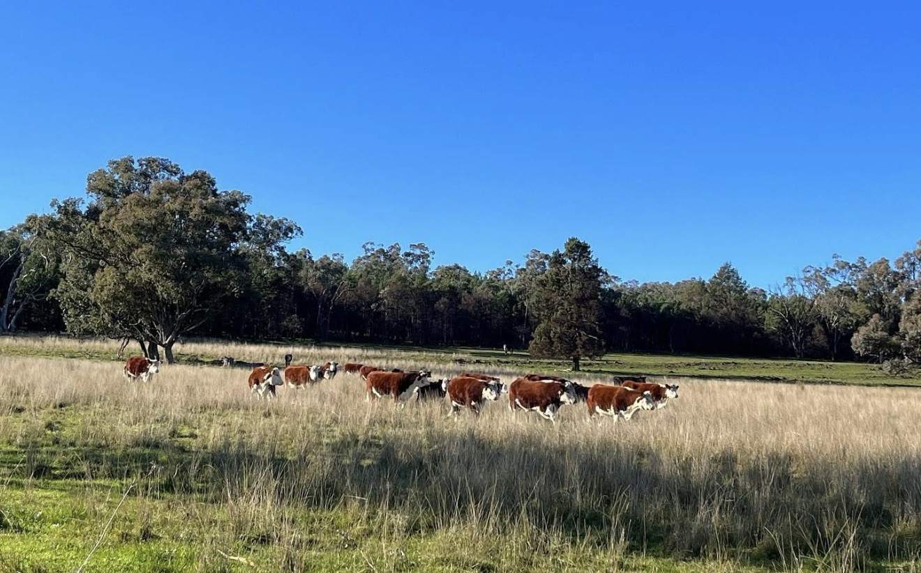 896 Fish Fossil Drive, Canowindra Auction by Farmbuy.com - image 25