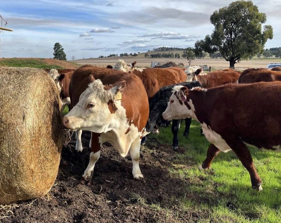 896 Fish Fossil Drive, Canowindra Auction by Farmbuy.com - image 24