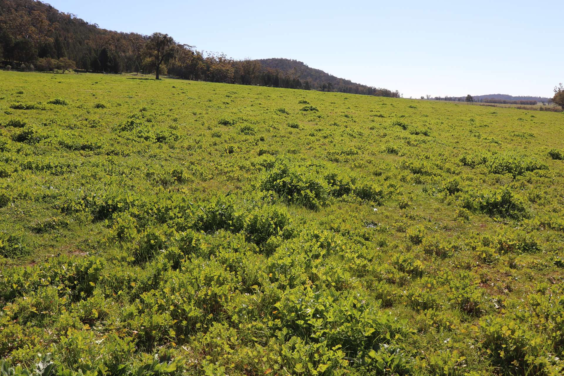 1 Yarrangong Road, Forbes For Sale by Farmbuy.com - image 14