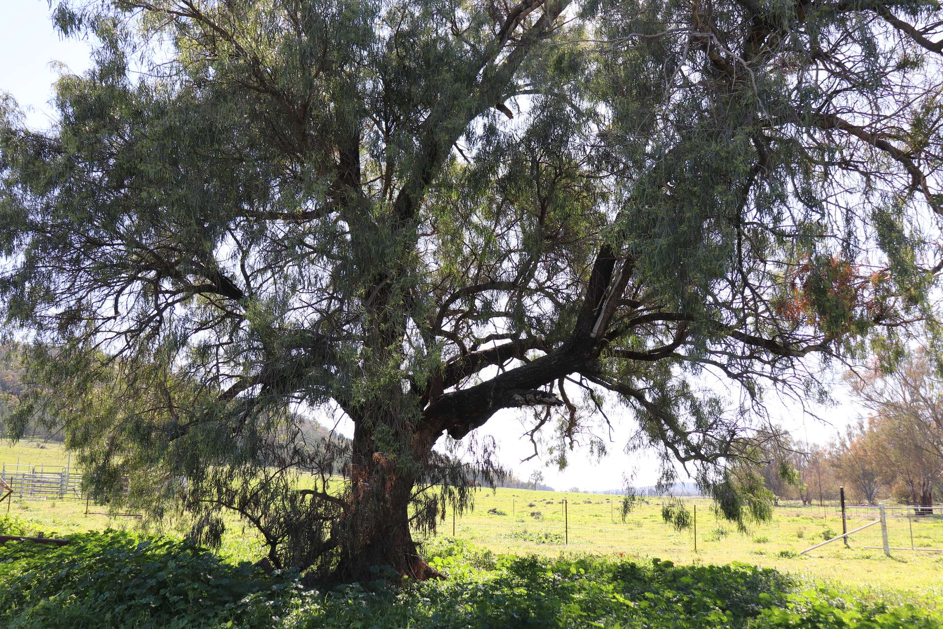 1 Yarrangong Road, Forbes For Sale by Farmbuy.com - image 11