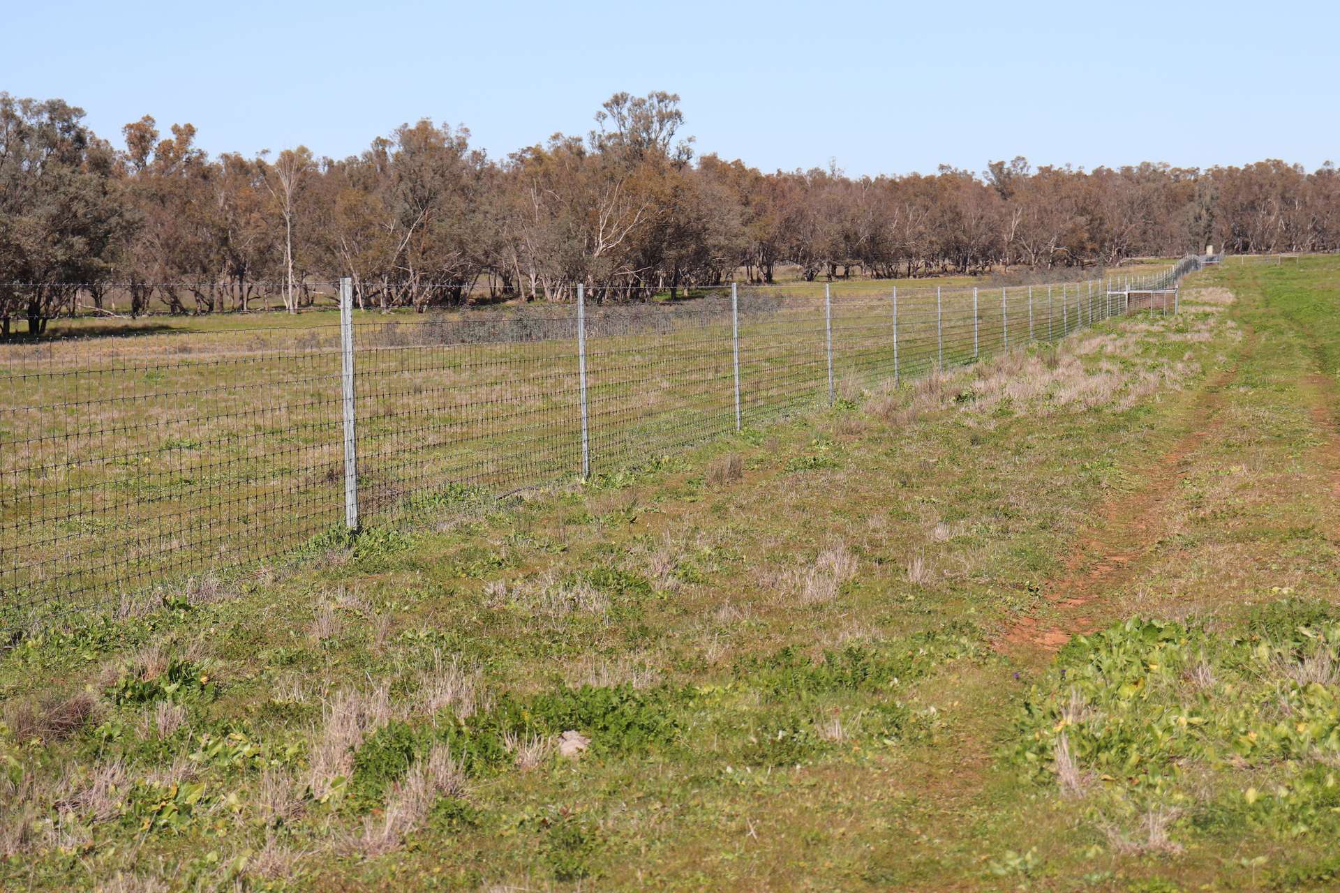 1 Yarrangong Road, Forbes For Sale by Farmbuy.com - image 22