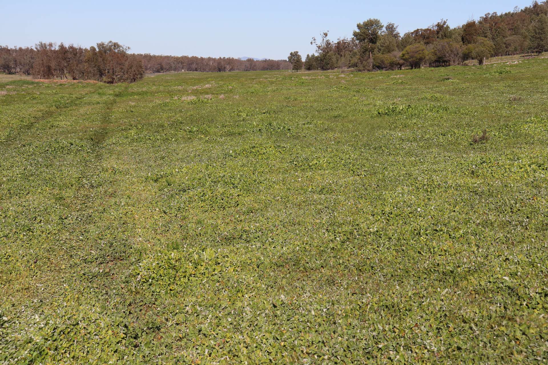 1 Yarrangong Road, Forbes For Sale by Farmbuy.com - image 20