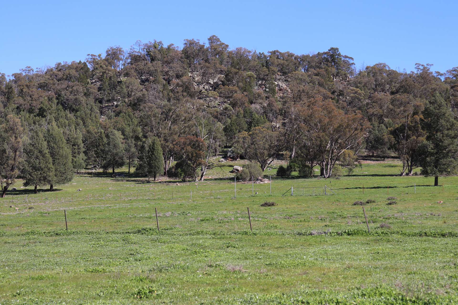 1 Yarrangong Road, Forbes For Sale by Farmbuy.com - image 19