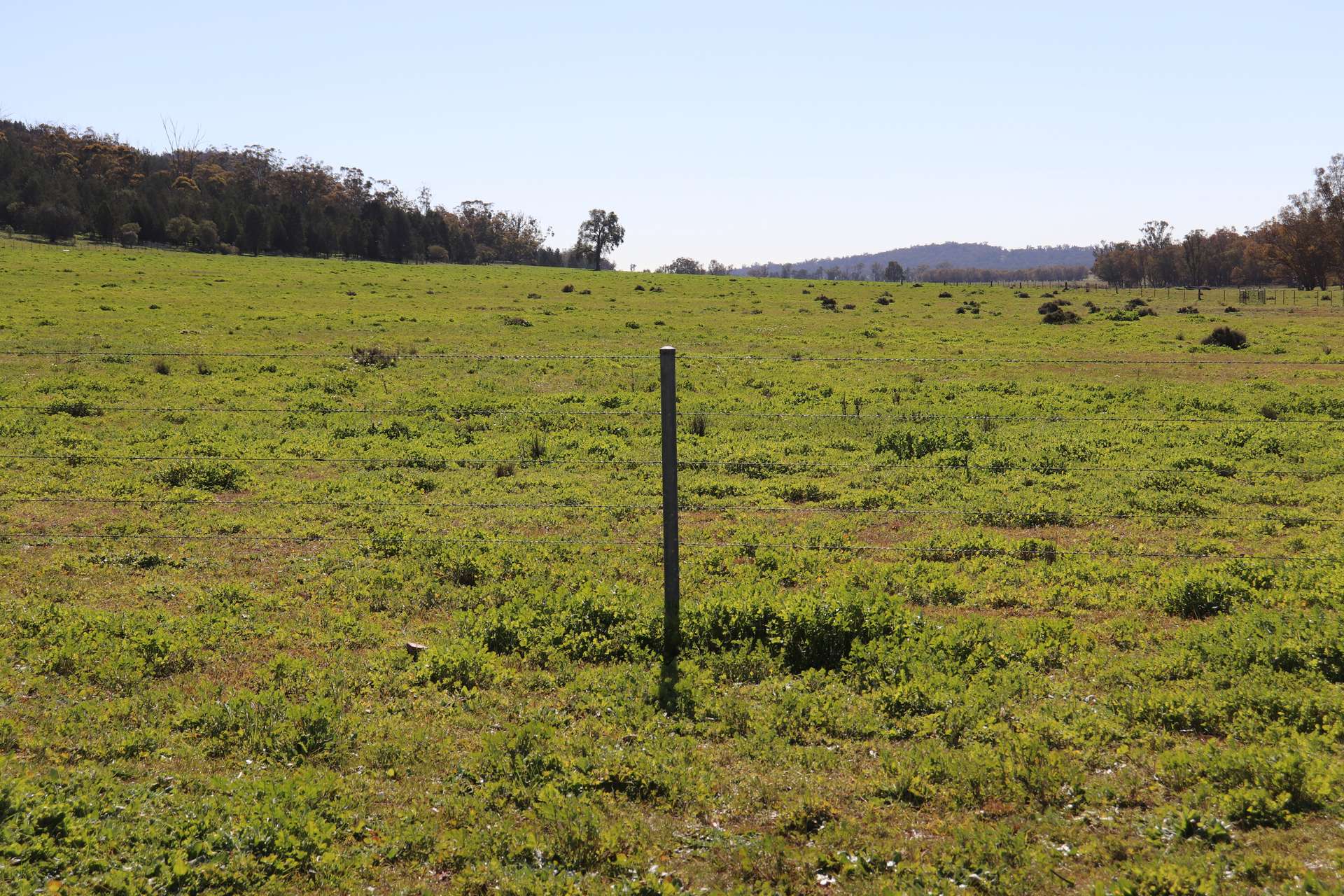 1 Yarrangong Road, Forbes For Sale by Farmbuy.com - image 16