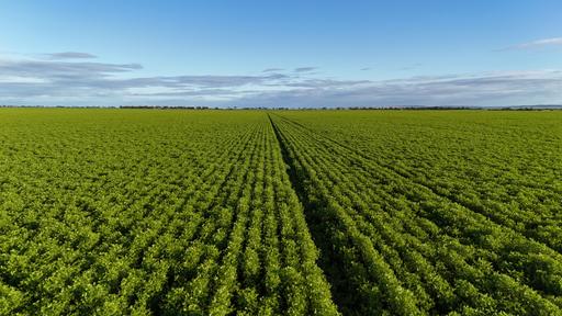 Farm For Sale - SA - Condowie - 5464 - 'Condowie' 