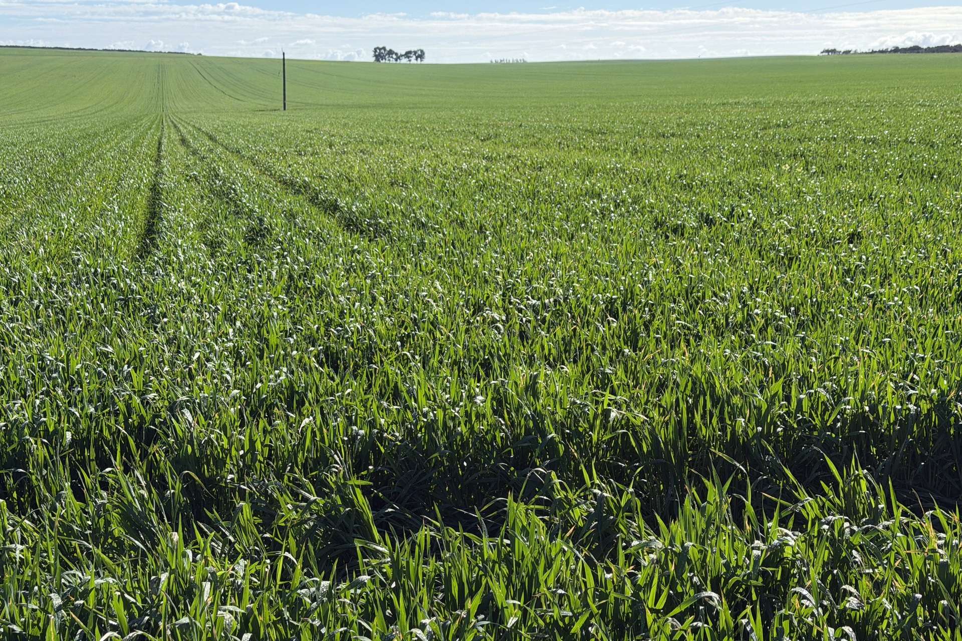 Lot 9683 Walkaway-Nangetty Road, Ellendale For Sale by Farmbuy.com - image 16