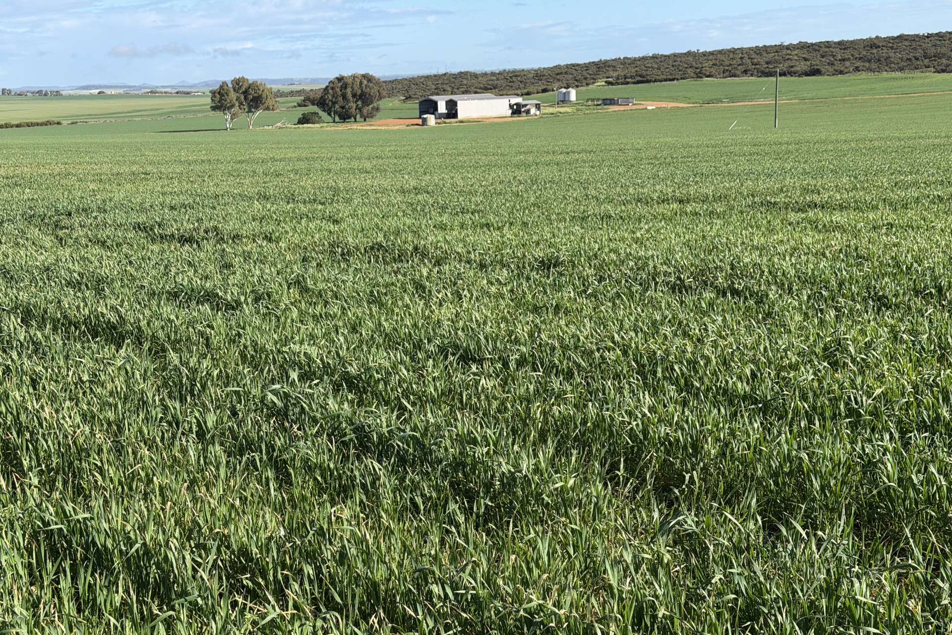 Lot 9683 Walkaway-Nangetty Road, Ellendale For Sale by Farmbuy.com - image 1