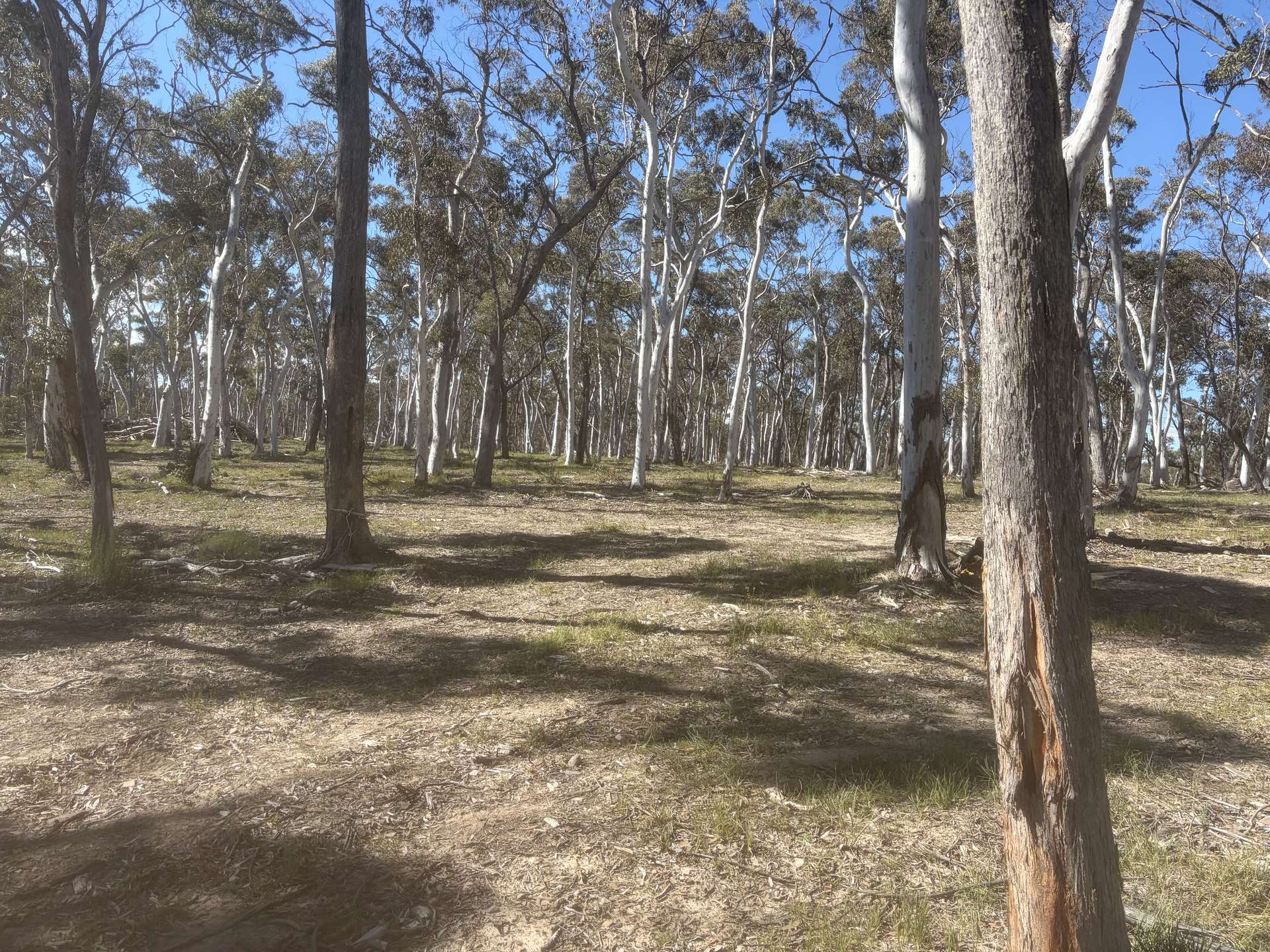 Lot 13 Rydal Road, Mount Lambie For Sale by Farmbuy.com - image 9