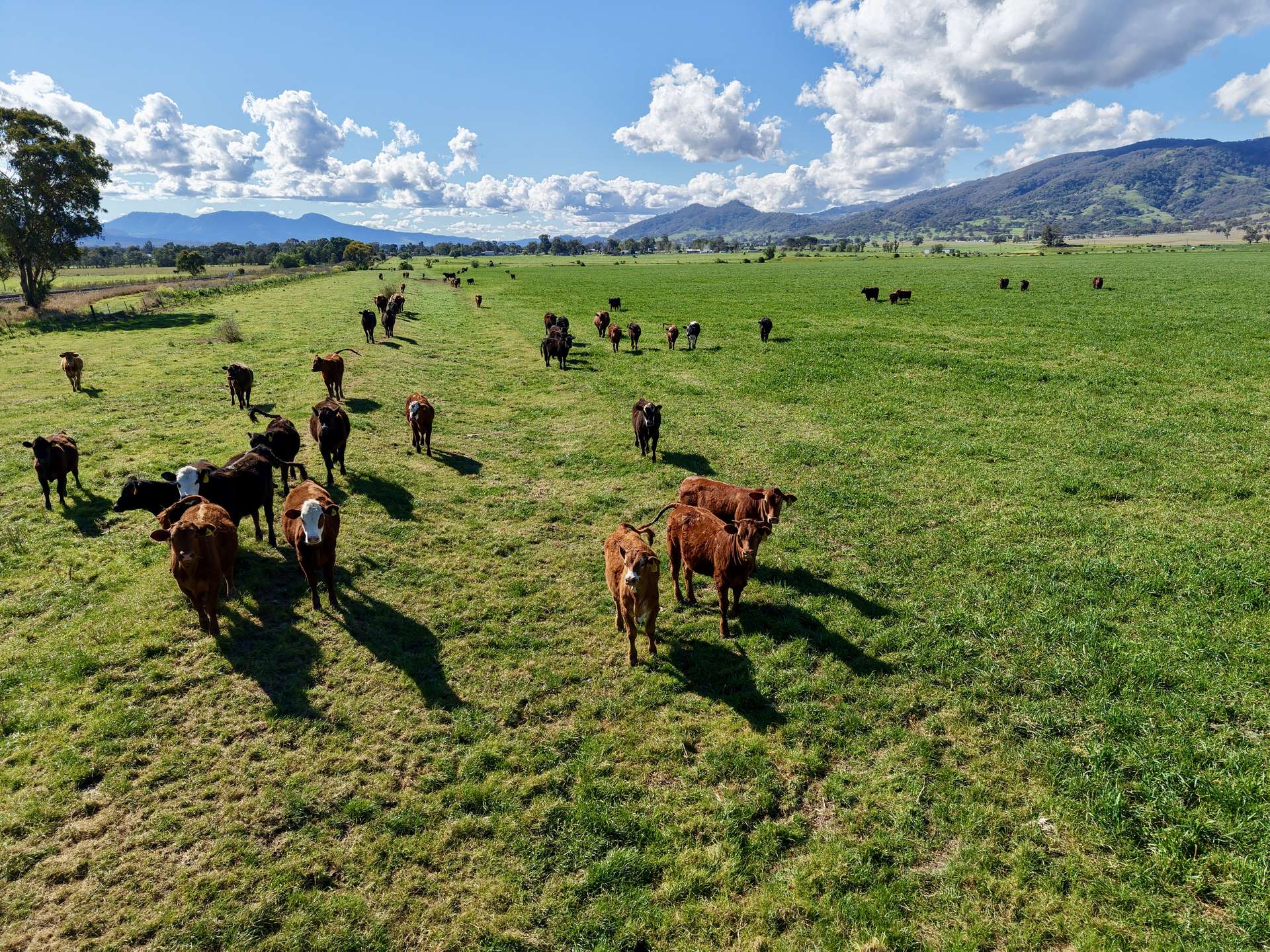 "Parkville Farms" Smiths Road, Parkville For Sale by Farmbuy.com - image 11