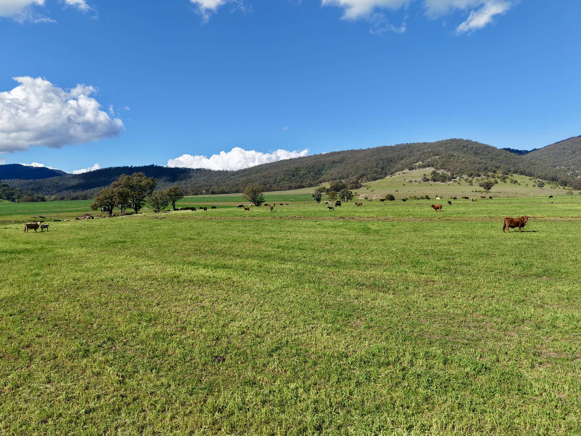 "Parkville Farms" Smiths Road, Parkville For Sale by Farmbuy.com - image 21