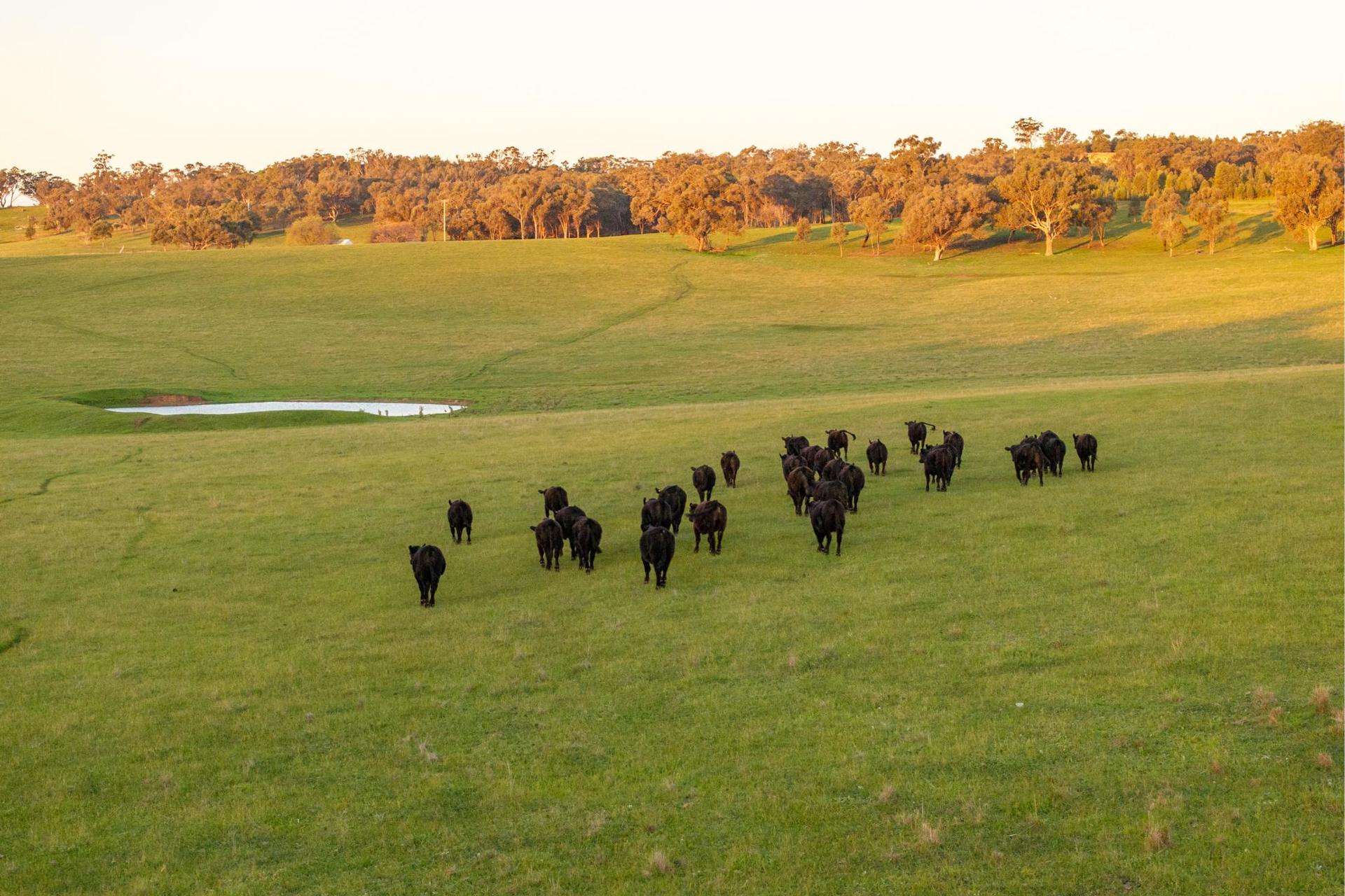 69 Sunset Lane, Wagga Wagga Auction by Farmbuy.com - image 16