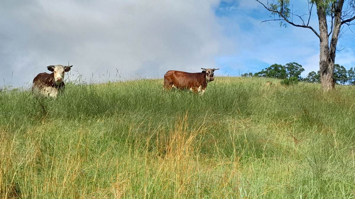 Smiths Creek Station (Block 1), Kempsey For Sale by Farmbuy.com - image 13