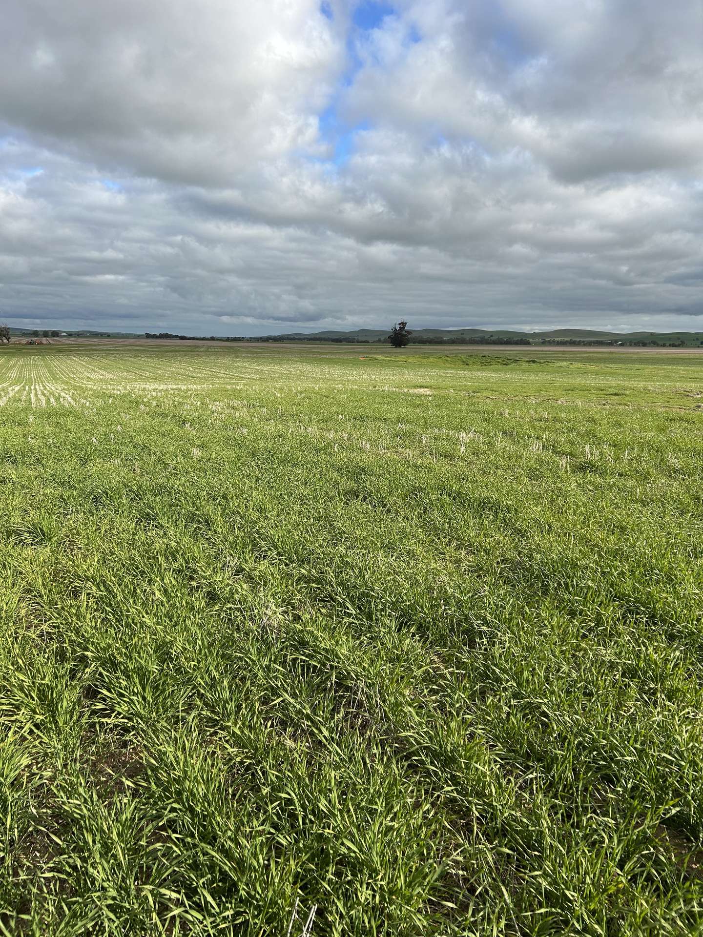 5456 Wilkins Highway, Jamestown For Sale by Farmbuy.com - image 9