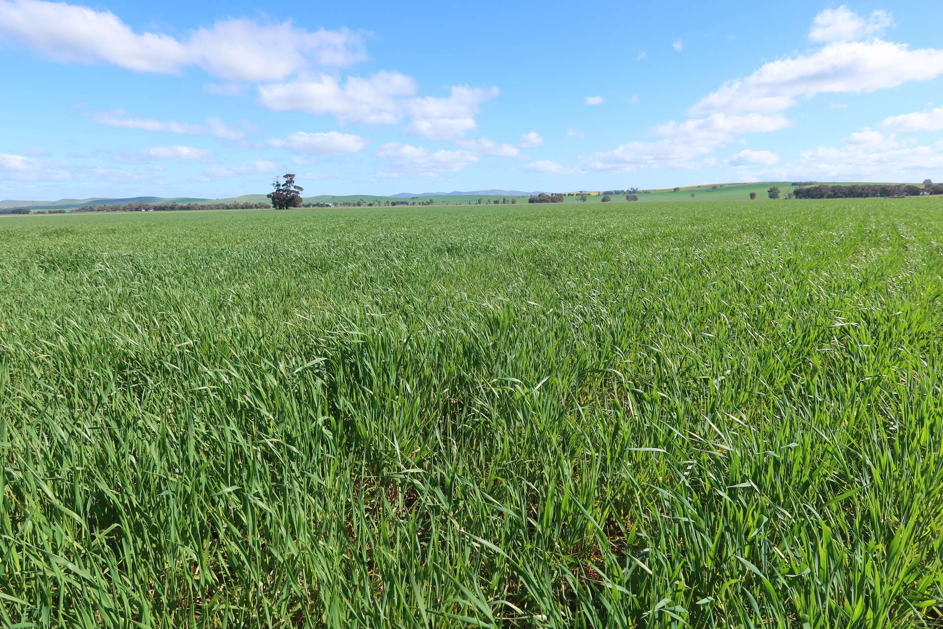 5456 Wilkins Highway, Jamestown For Sale by Farmbuy.com - image 3