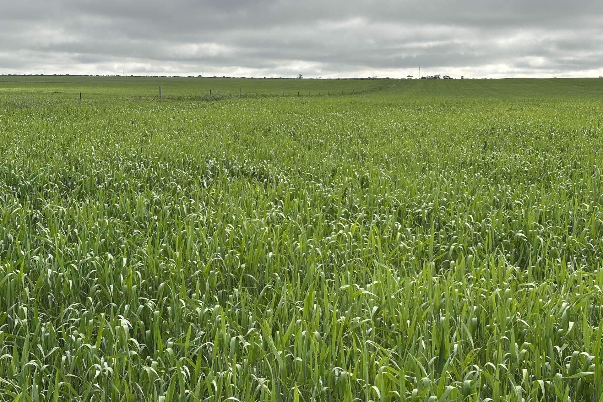 37981 Eyre Highway, Wirrulla For Sale by Farmbuy.com - image 17