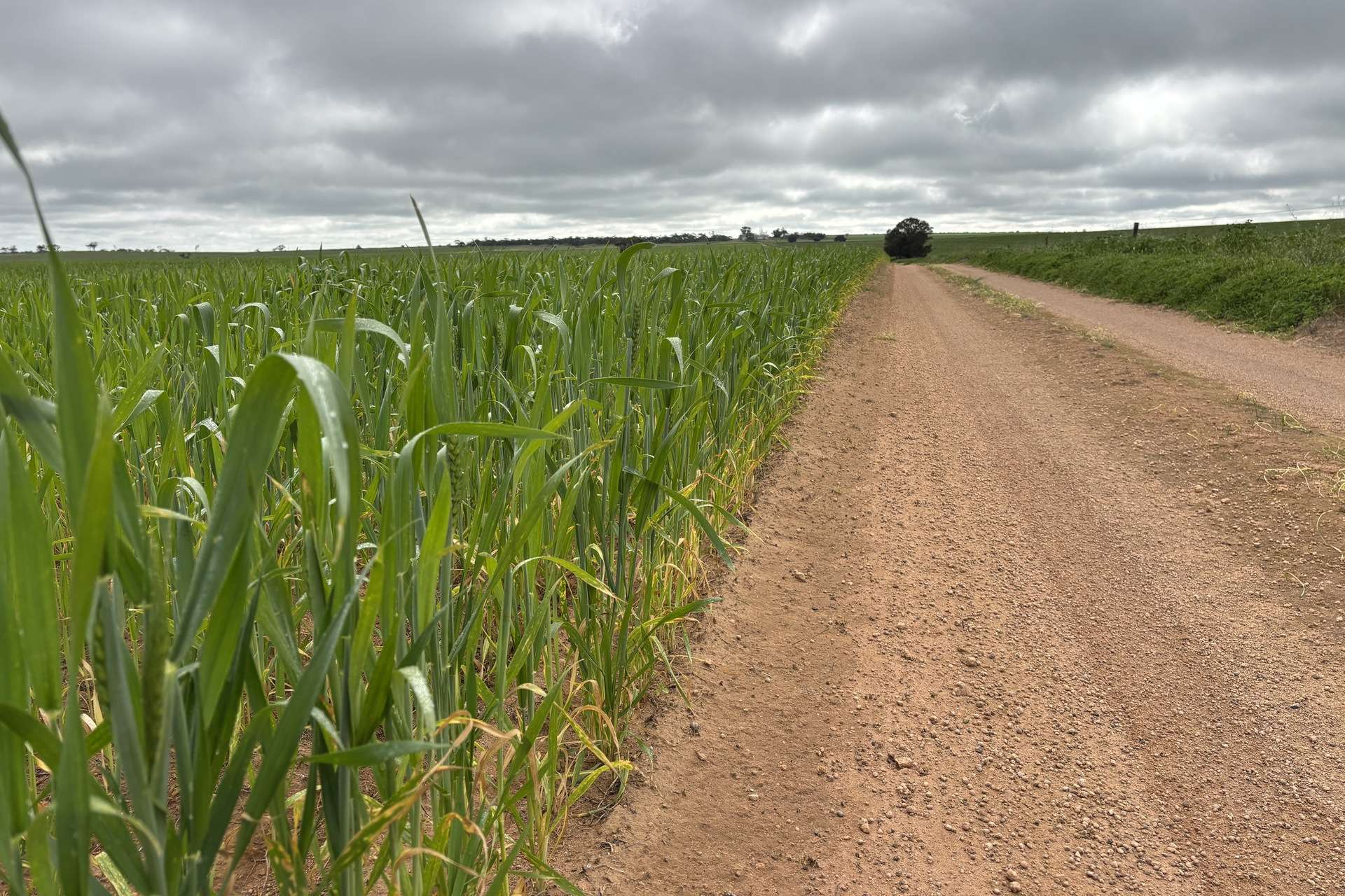 37981 Eyre Highway, Wirrulla For Sale by Farmbuy.com - image 18