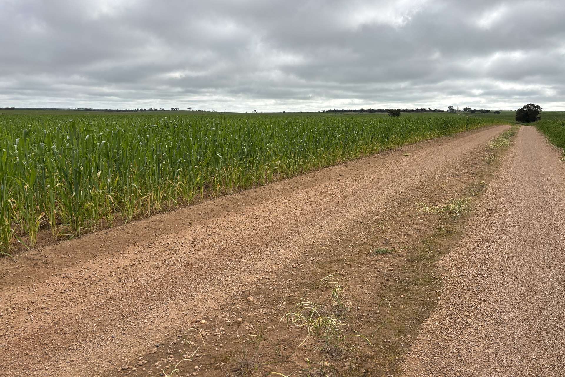 37981 Eyre Highway, Wirrulla For Sale by Farmbuy.com - image 4