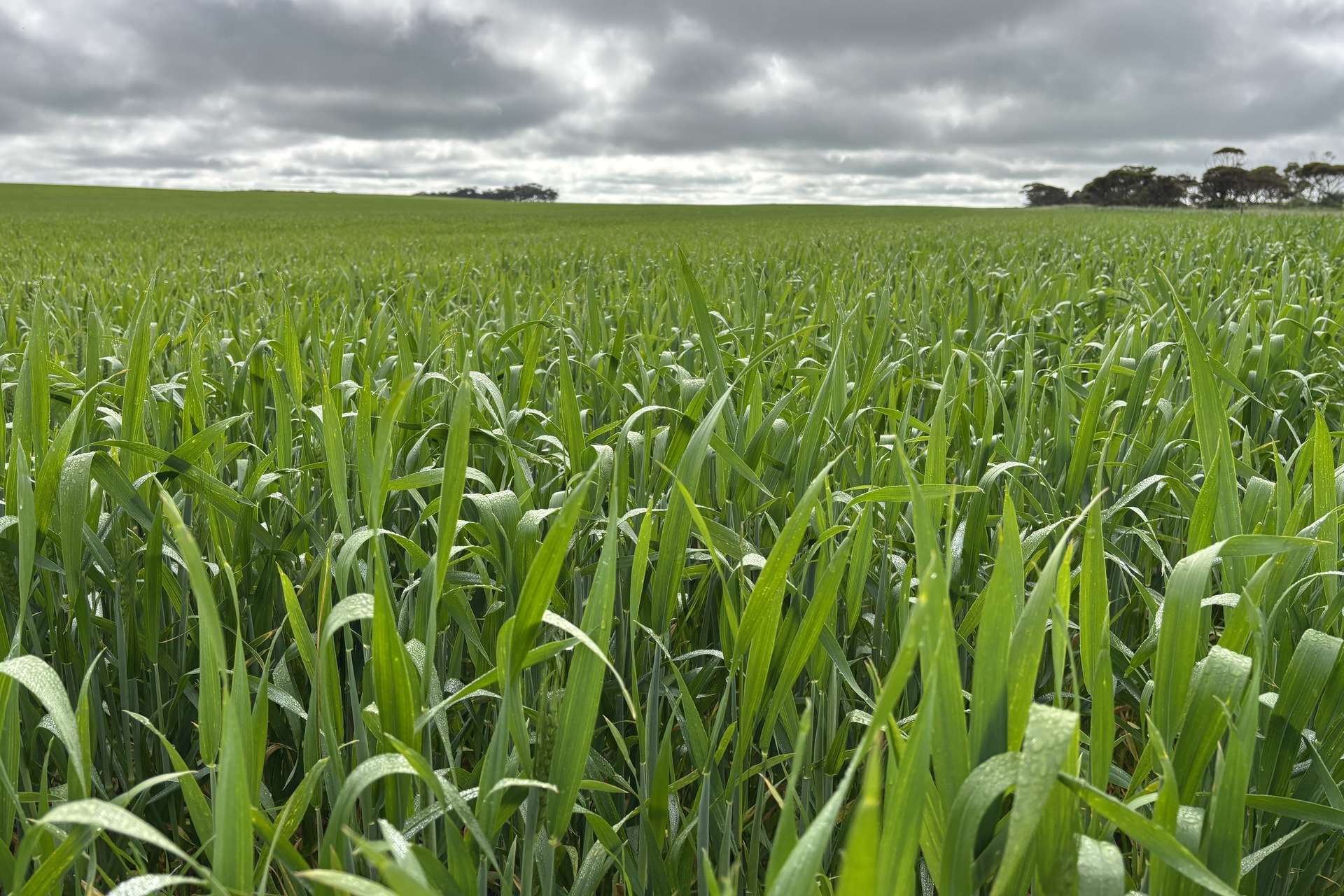 37981 Eyre Highway, Wirrulla For Sale by Farmbuy.com - image 3